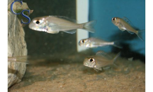 Xenotilapia ornatipinnis burundi